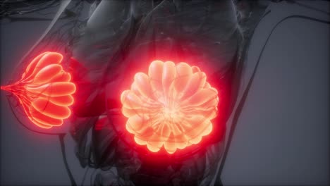 Menschlicher-Körper-Mit-Sichtbar-Leuchtender-Brustdrüse